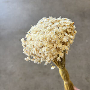 Star Flower, Natural White, Dried (Glixia) 50g 50cm