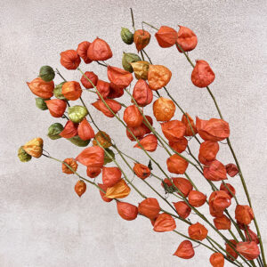 Chinese Lanterns, Natural Orange, Dried (Physalis) 65cm