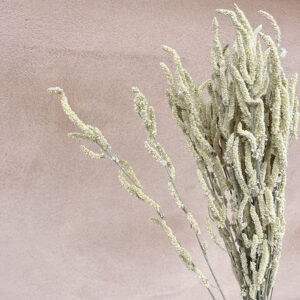 Amaranthus ‘Yearming Desert’, Natural Creamy White, Dried, 50cm