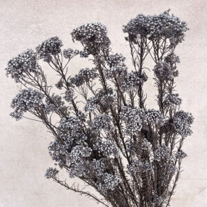 Rice Flower, Grey, Preserved (Ozothamnus) 70cm