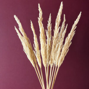 Hardy Pampas, Natural Honey Ivory, Dried (Erianthus Grass) up to 115cm