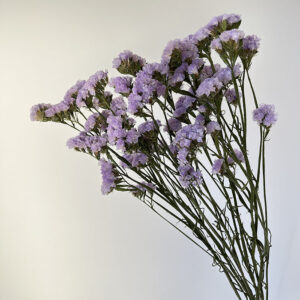 Statice sinuata, Natural Pale Lilac, Dried, 70cm