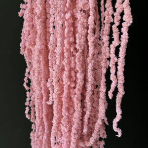 Amaranthus caudatus, Pale Pink, Preserved (Cascading) up to 110cm