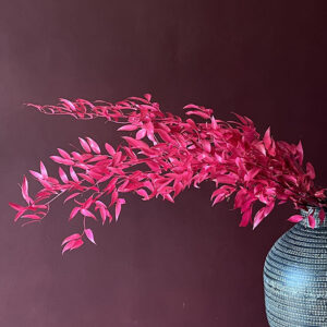Soft Italian Ruscus, Hot Pink, Preserved, up to 70cm