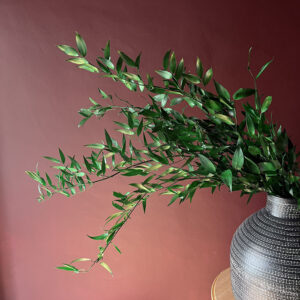 Soft Italian Ruscus, Green, Preserved, up to 85cm