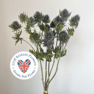 Eryngium Magnetar Qstar, Natural Blue, Dried (Thistles) 45-50cm BRITISH GROWN