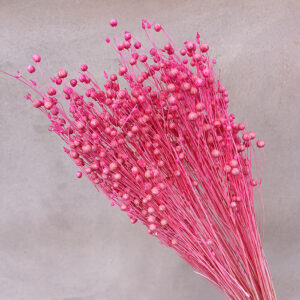 Bubble Flax, Hot Pink, Dried (Linum) 50cm