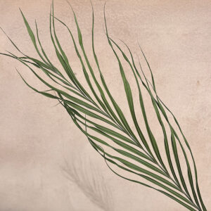Kentia Palms, Natural Dark Green, Dried, 65cm