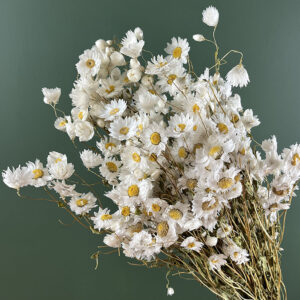 Rhodanthe Daisy, Natural White, Dried, 50cm