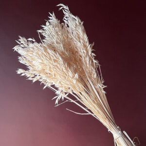Oats Dried Bunch, Bleached White (Avena) 60-70cm