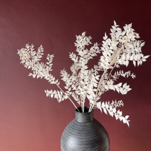 Ruscus acu. Bleached White, Preserved, 70cm