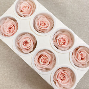 Roses, Blush Pink, Preserved, x8 blooms, 5cm (Kiara®)