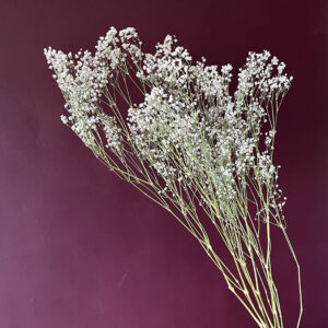 Gypsophila Cosmic, Natural White, Dried (Baby’s Breath) 70cm