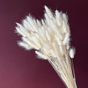Lagurus Grass, Bleached White, Dried (Bunny Tails) 70cm 100g