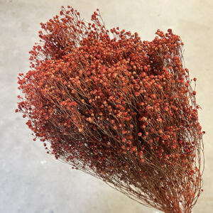 Broom Bloom, Burnt Orange, Dried, 60cm