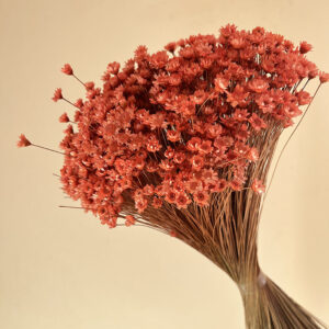 Star Flower, Coral Peach, Dried (Glixia) 100g 50cm