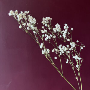 gypsophila cosmic, natural white, dried (baby's breath) 70cm