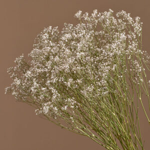 Gypsophila Cosmic, Natural White, Dried (Baby’s Breath) 70cm BULK BUY