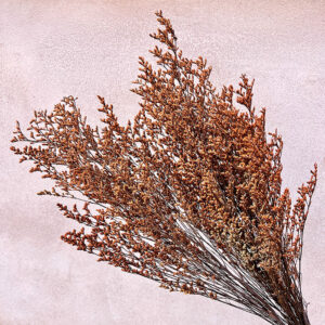 Limonium Caspia, Dark Orange, Preserved, 70cm