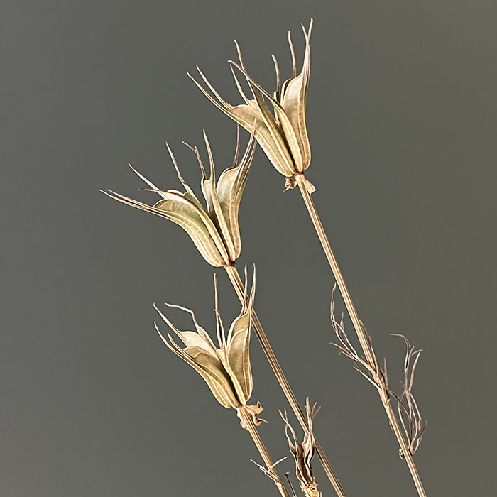 nigella orientalis, dried seed pods, natural green (love in a mist) up to 60cm