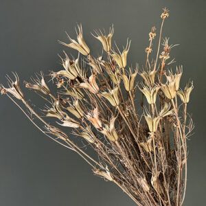 Nigella Orientalis, Dried Seed Pods, Natural Green (Love-in-a-Mist) up to 60cm