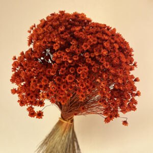 Star Flower, Burnt Orange, Dried (Glixia) 100g 30-50cm