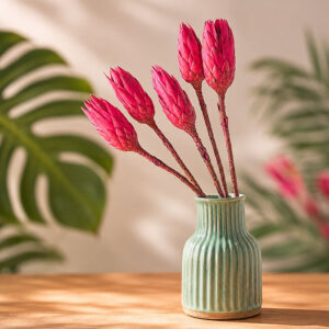 Protea repens, Cerise Pink, Dried, 35cm