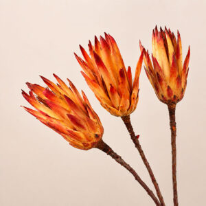 Protea repens, Ombré Red, Orange, Yellow, Dried, 35cm
