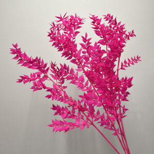 Ruscus acu. Hot Cerise Pink, Preserved, 70cm