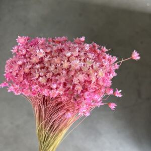 Star Flower, Pink Shades, Dried (Glixia) 40g 45cm