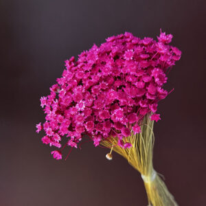 Star Flower, Hot Cerise Pink, Dried (Glixia) 50g 40cm