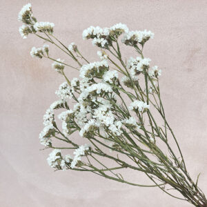 Statice sinuata, Natural White, Dried, 70cm