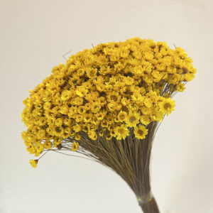 Star Flower, Yellow, Dried (Glixia) 100g 50cm
