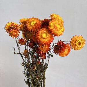 Helichrysum, Natural Orange Shades, Dried (Strawflowers) 50cm