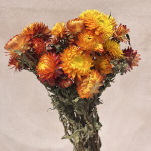 Helichrysum brac. Natural Orange Shades, Dried (Strawflowers) 50cm