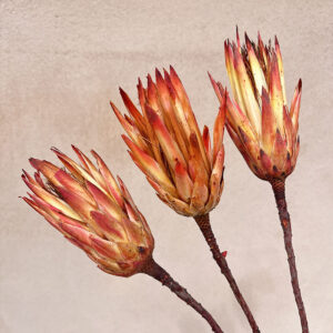 Protea repens, Ombré Red, Orange, Yellow, Dried, approx 35cm