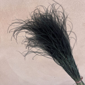 Stipa pennata, Feather Grass, Black, Dried, 45cm