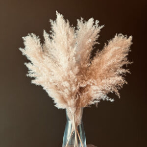 Pampas Grass, Natural Beige, Dried, 65cm Plume 55cm