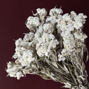 Anaphalis Flowers, Natural White, Dried (Pearly Everlasting) 60cm
