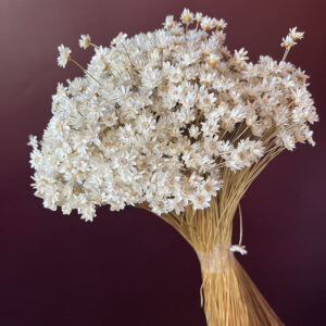 Star Flower, Natural White, Dried (Glixia) 100g 50cm