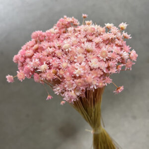 Star Flower, Pale Pinks, Dried (Glixia) 40g 45cm