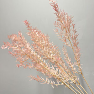 Ruscus acu. Blush Pink, Preserved, 70cm