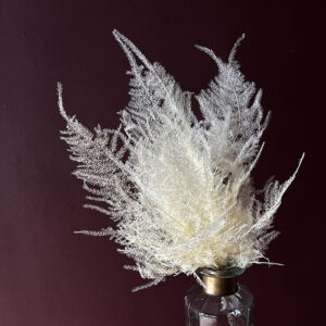 Asparagus seta, Bleached Creamy White (Cascading Lace Ferns) 20cm