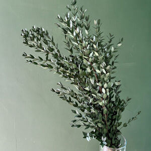 Eucalyptus Parvifolia, Dark Green, Preserved, up to 65cm