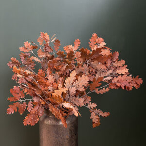 English Oak, Orange, Preserved (Quercus robur) up to 70cm