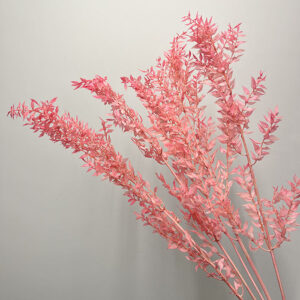 Ruscus acu. Pink, Preserved, 70cm