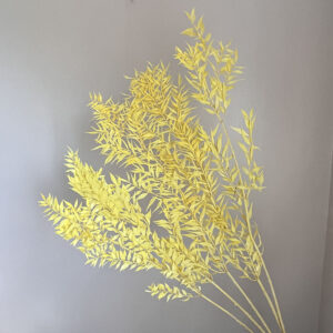 Ruscus acu. Yellow, Preserved, 70cm