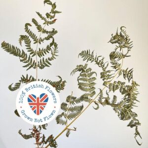 Bracken Fern, Natural Sage Green, Dried, 40-70cm
