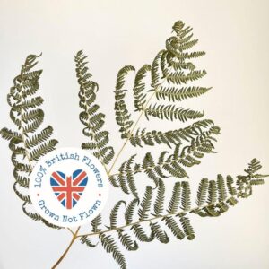 Bracken Fern Tips, Natural Sage Green, Dried, 40-60cm ~ BRITISH
