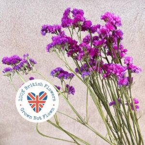 Statice sinuata, Natural Deep Pink,  Dried, 60-80cm ~ BRITISH GROWN